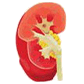 Associates in Nephrology logo