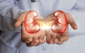 doctor's hands holding holograms of kidneys in each
