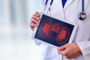 nephrologist showing a kidney on a tablet