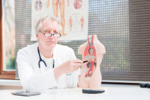 Nephrologist pointing at plastic model of Kidney