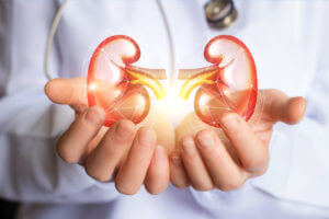 Kideny Specialist supports kidneys