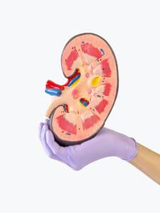 Nephrologist showing a kidney model