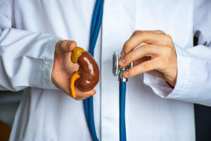 A nephrologist hold in one hand, a model of the human kidney, and in other a stethoscope.